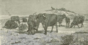 buffaloes at Port Essington, Northern Territory